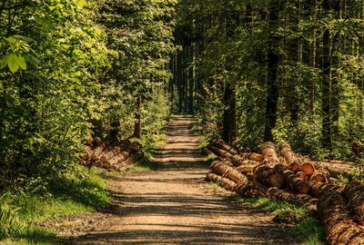 gite-au-bois-de-Luzy