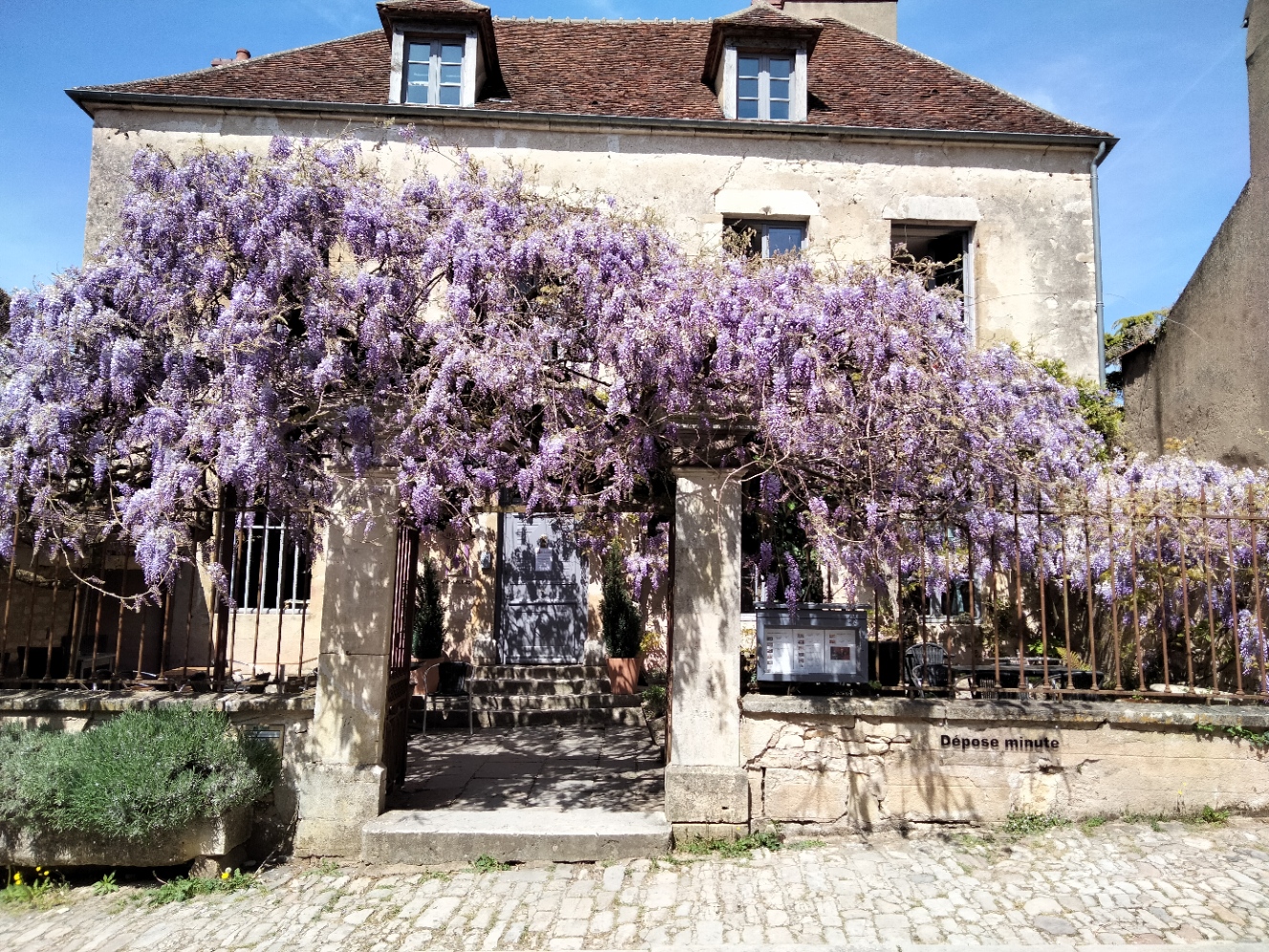 La Glycine en fleurs - Hôtel Les Glycines Vézelay