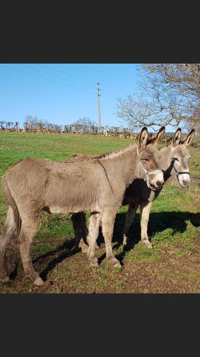 Fripouille et Ulysse