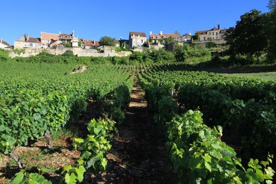 Vignoble de Vezelay