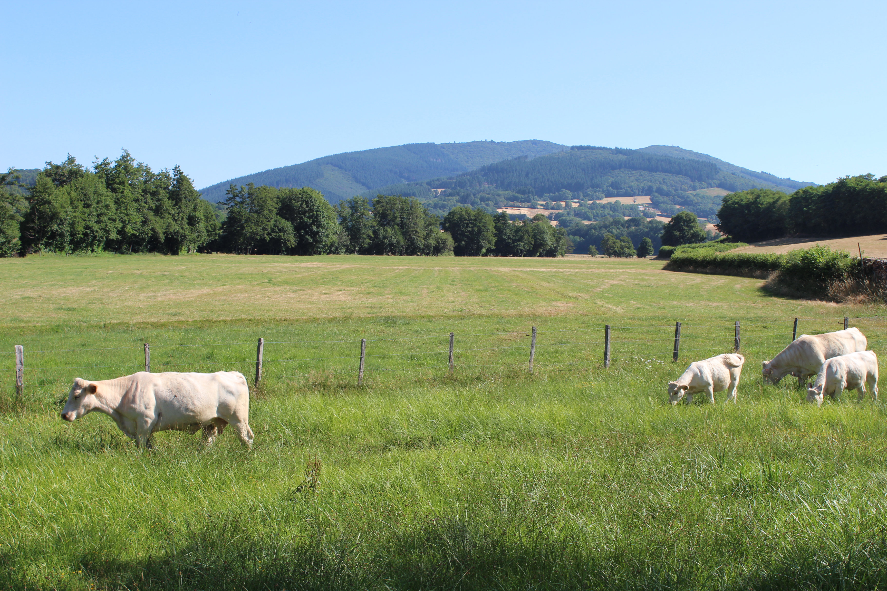 Paysage Mont du Morvan depuis Luzy